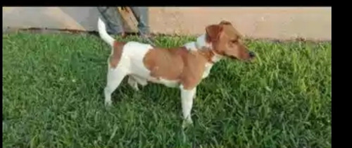 Imagen 1 de 11 de Vendo Padrillo Jack Rusell Pedigri Plata.