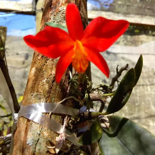 Sophronitis Riograndensis (mini Orquídea) Muda Sem Flor