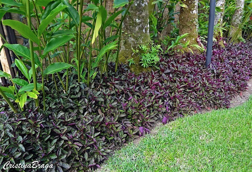 30 Mudas Hemigrafis Raiz Nua Otima Para Jardim Vertical