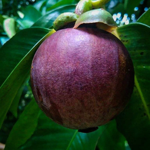 Kit 2 Arboles De Mangostán Gigante + Semillas