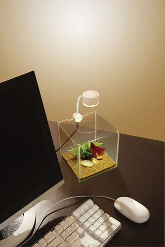 Kit De Acuario De Vidrio Para Betta Cubus Para Hogares U Ofi