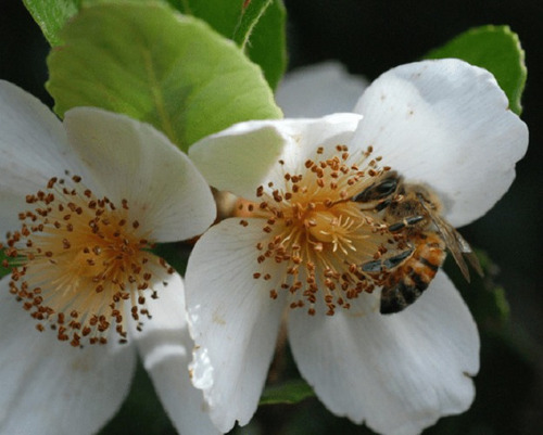 Imagen 7 de 9 de Miel 100% Pura De Abeja 1 Kg - Quillay