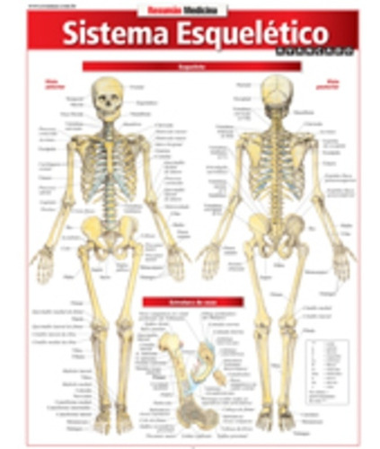 Sistema Esqueletico - Resumao