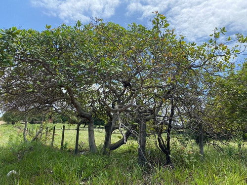 Imagem 1 de 1 de Terreno No Village Jacumã De 450m² - Te0804