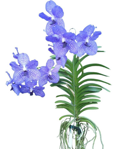 Linda Muda Orquidea Vanda Azul Envio Imediato Promoção Blue