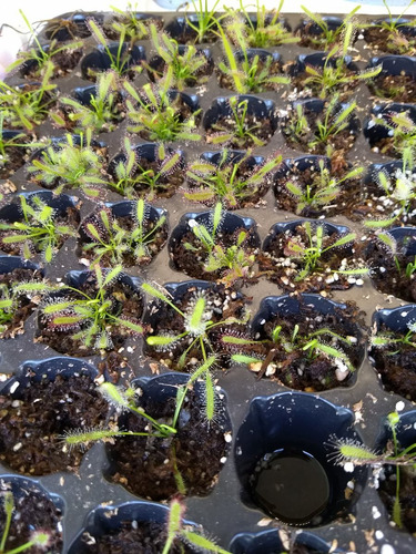 Imagen 8 de 10 de Agua Destilada Desmineralizada Para Plantas Carnívoras (5 L)