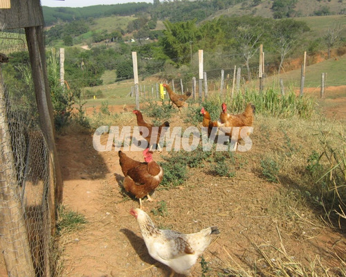 Imagem 22 de 23 de Chácara À Venda 3 Dormitórios No Bairro Distrito De Sapucaí Em Jacutinga - Ch03109 - 68382247