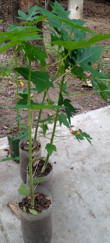 Imagen 2 de 2 de Plantas De Papaya Fruta Tropical