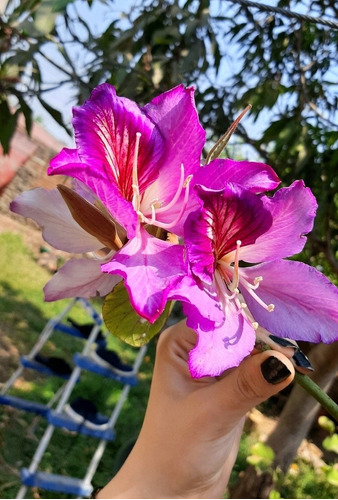 500 Semillas Bahuinia Variegata - Árbol Pata De Cabra Rosa