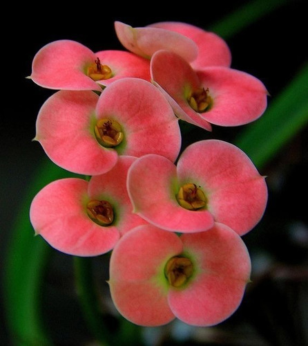 Imagen 1 de 1 de Corona De Cristo Rosa Corazón