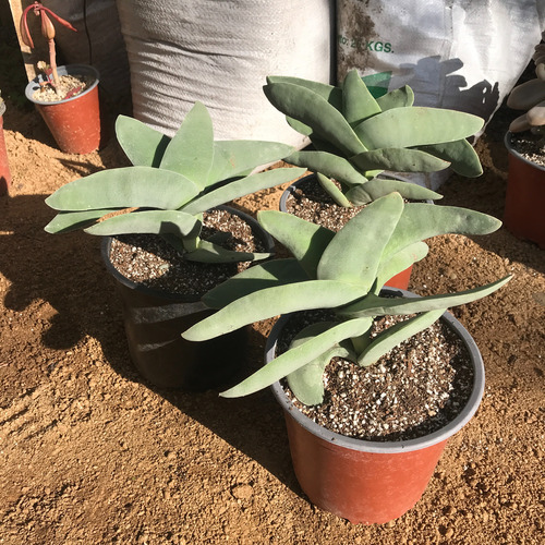 Suculenta Aleta De Tiburon (crassula Falcata)