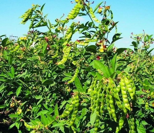 Semente Feijão Guandu Mandarim 1kg