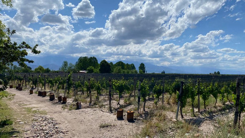 Viñedo | 8 Has Malbec | El Cepillo, San Carlos | Mendoza