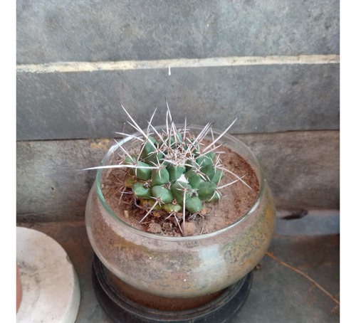 Plantas Varias Suculentas Arbol De Jade Planta Moneda.leer