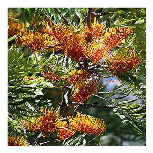 Semillas De Árbol Del Fuego O Roble Australiano X 20 Unid.