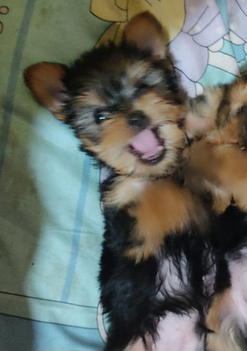 Cachorritos Yorkshire Min Puros.