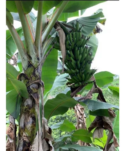 Finca Cafetera En Venta En Andes - Antioquia
