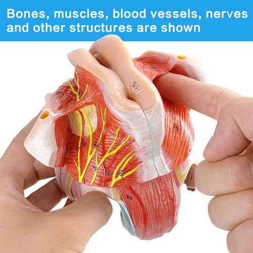 Modelo Anatomico De Organos Genitales Femeninos Humanos.