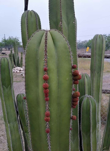 Pachycereus Marginatus, Cactus Organo, 20 Semillas