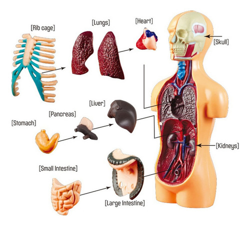 1 Pieza Modelo De Torso De Cuerpo Humano De Ciencia 3d Kt De