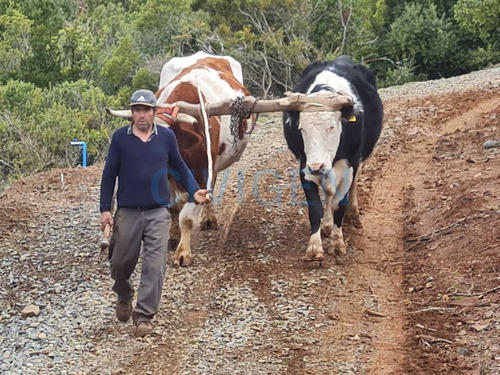 Tranquila Parcela 0,5ha Tranquilidad (92297)