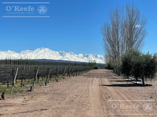 Imagen 7 de 22 de Viñedo Premium De Altura En Mendoza En Venta Sobre Fracción De 23 Has - Oportunidad