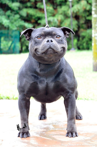 Avatar Staffordshire Bull Terrier Simplemente Lo Mejor