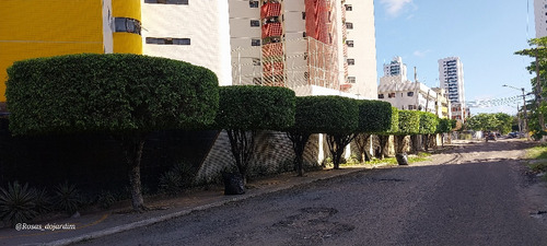 Jardineiro Profissional