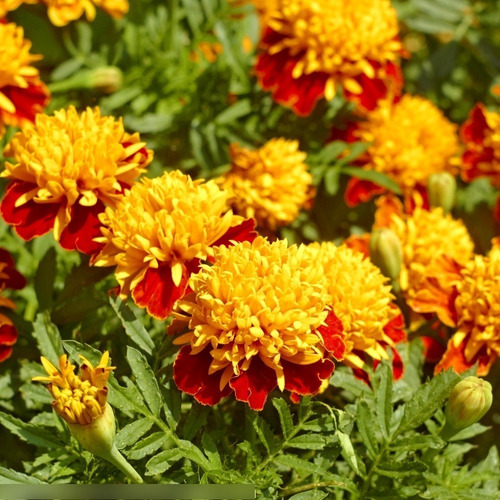  Semillas Flores Tagetes Patula Var. Orange Flame