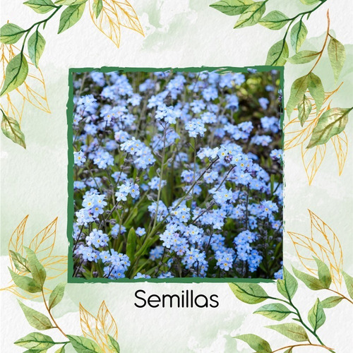 25 Semillas De Flor Myosotis Alpestris + Obseq Germinación