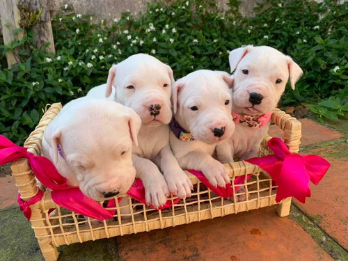 Filhote Dogo Argentino