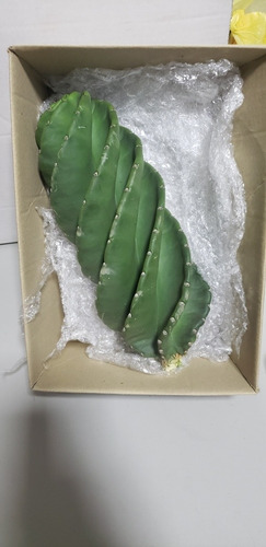Estaca Cacto Parafuso