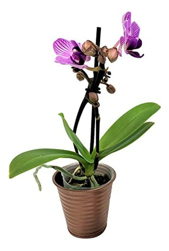 Mini Orquídeas De 32 Pulgadas Macetas De Metal De Co