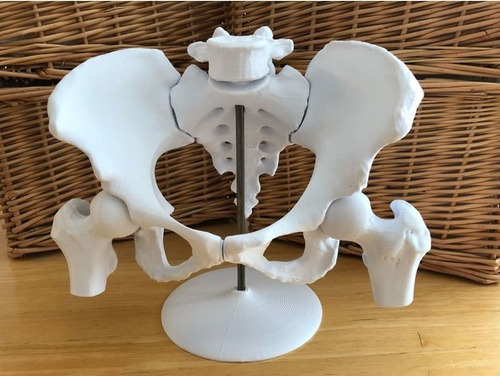 Modelo Anatomico Educativo Pelvis Femenino Impreso En 3d
