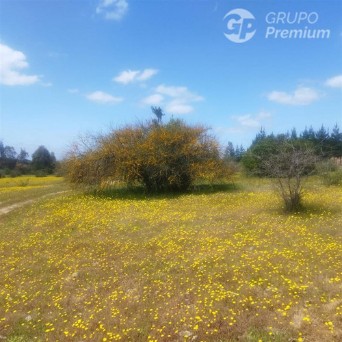 Venta De 65 Hectáreas De Terreno Agrícola En Cauquenes