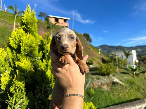 Cachorrita Teckel Manto Isabella Perro Salchicha Color Lilac