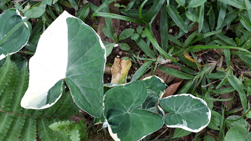 Xanthosoma Atrovirens - Orelha De Elefante / Taiá Variegado