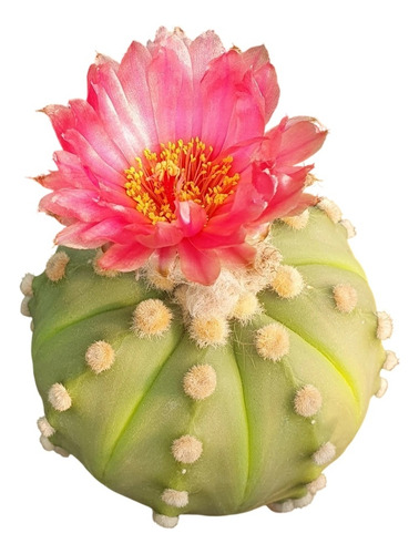 20 Semillas Mix De Astrophytum Asterias Flores Rosadas