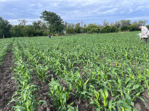 Excelente Campo En Producción Sobre Ruta 11