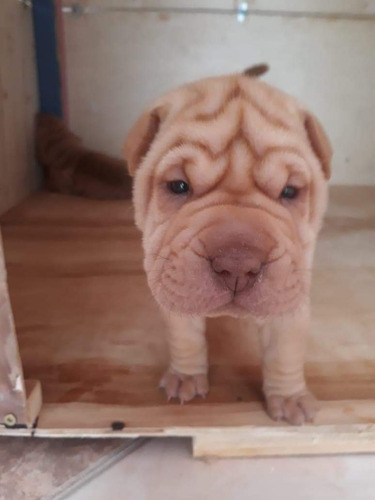 Shar Pei