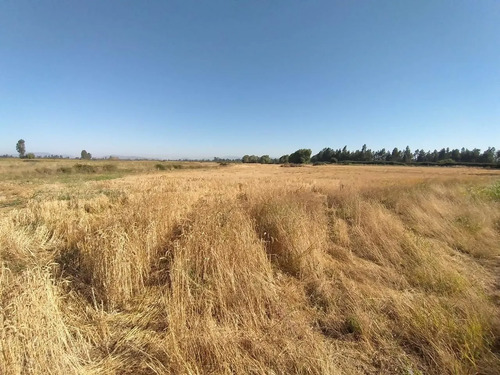 Terreno Agrícola En Venta, Campo De 60 Ha, Teno