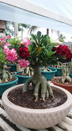 Adenium Varios Colores 