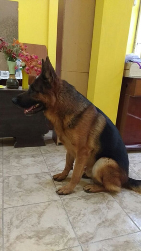 Ovejeros Alemanes Cachorros 45 Dias