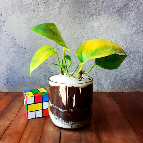 Imagen 3 de 9 de Scindapsus Little Terrario 10 The Little Yisus