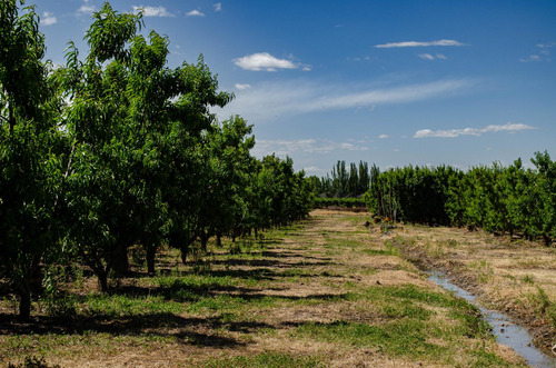 Finca En Venta En Tunuyán