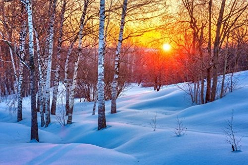 Snowy Birch Tree Bosque Colorido Invierno Sunset Foto 623b E