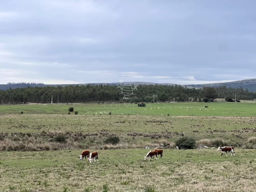 Campo De 22 Has 6862 M2 Cerca De Punta Del Este