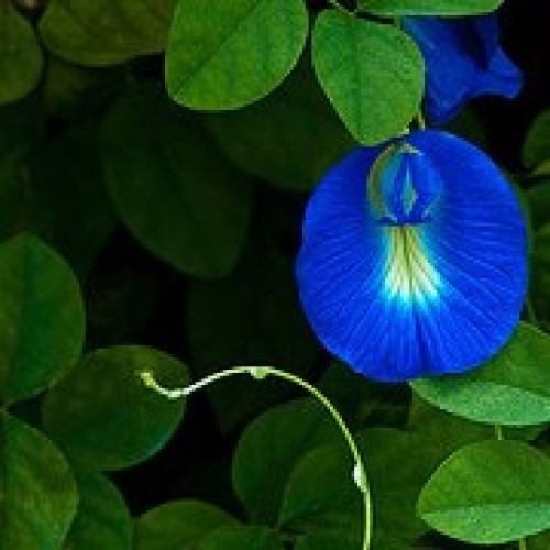 Trepadeira Clitoria Flor Azul 50 Sementes  Frete Grátis