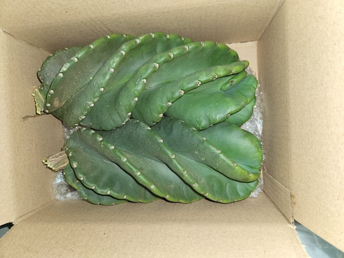 Kit 2 Estacas Cacto Parafuso