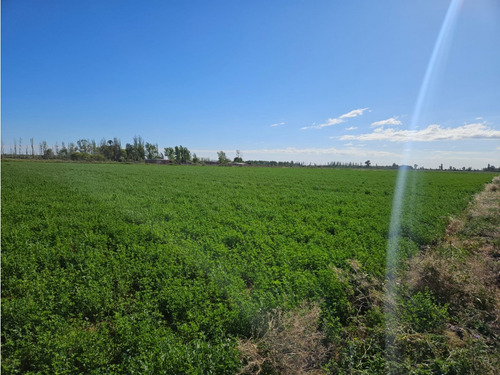 Venta Finca 20 Hectareas Apto Pistachos Altos Del Olvido Mendoza